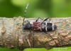 kuloštítník (Brouci), Anaglyptus mysticus, Cerambycidae, Anaglyptini (Coleoptera)